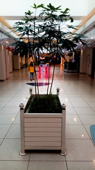 beatiful plant at mall, christmas lighting treat