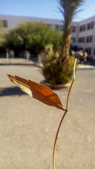 leaf on a branch