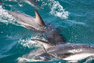 Delfin Meer