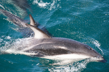 Delfin Meer