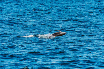 Delfin Meer Salto springt 
