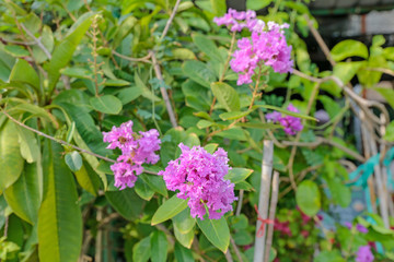 Lagerstroemia, crape myrtle flower.
