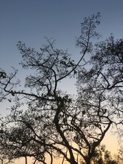 Autumn tree sunset India, Kadam Tree