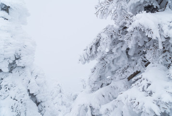 Snow covered on branches in the winter