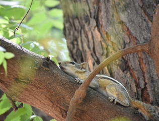 Beautiful Squirrel sleeping on the tree trunk.