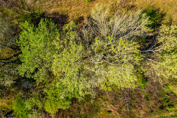 Top view of the dirt road and dense green forests. Beautiful bright landscape photography with drone on a summer day