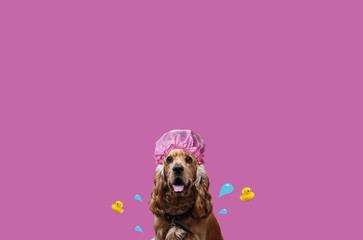 Happy Cocker Spaniel. Dog in a shower cap. Cute cocker spaniel art. Dog with swimming accessories
