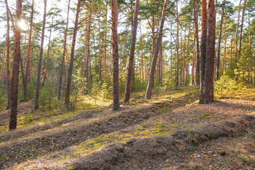 background of pine forest in spring sunny day