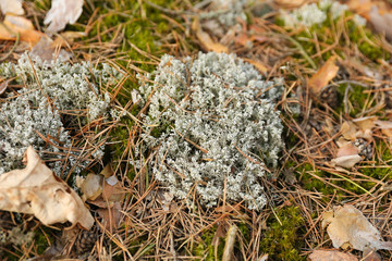 moss in the forest close up