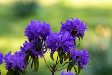 Fototapeta premium Blooming tree and leaves in spring