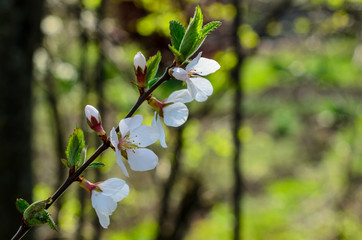 white flowers of the cherry blossoms on a spring