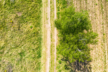 Top down view of an evergreen forest in early summer with a dirt road. New growth is visible on the...
