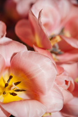Fototapeta na wymiar Pink tulips close-up Background for postcard or wallpaper. The concept of a holiday and flowering.