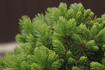 Detail Of Fresh Branches With Young Green Needles