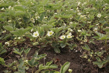 strawberries bloom in the field