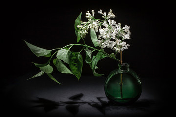 A branch of white lilac with foliage in a green vase on a black background