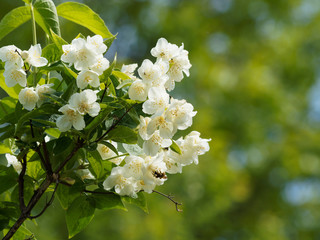 Philadelphus coronarius | Europäische Pfeifenstrauch oder Duftjasmin in voller Blüte, Gartenschönheit und dekorativer Heckenbaum