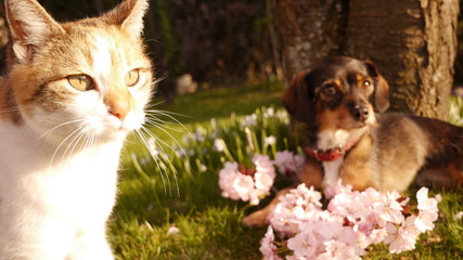 Fototapeta na wymiar Hund und Katzen Freundschaft