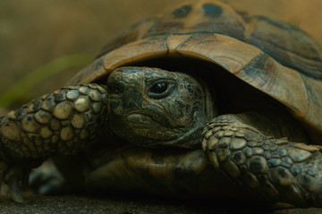 Closeup of a beautiful turtle portrait. Turtle crawling on a green grass