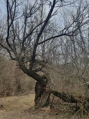 Old tree in the forest