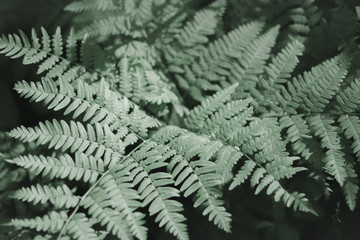 Close up of a fern and the pattern in its leaves.
Green foliage natural floral fern background.