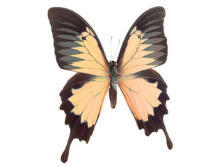 Fototapeta premium Morpho butterfly isolated on a white background