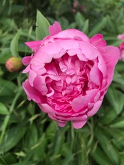  pink peony flower peony beautiful nature garden 
dew