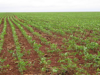 Fototapeta na wymiar Soja, plantação de soja, colheita de soja