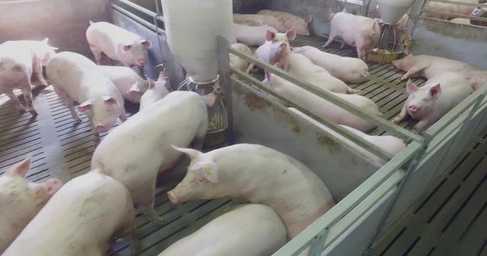 Cute pigs having rest in the livestock, modern piggery, farm, high angle view, 4k
