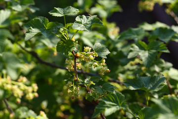 Blossom of blackcurrant Ribes nigrum in spring May. Beautiful branch deciduous shrub with young green leaves, species of genus Currant of monotypic gooseberry family Grossulariaceae, closeup