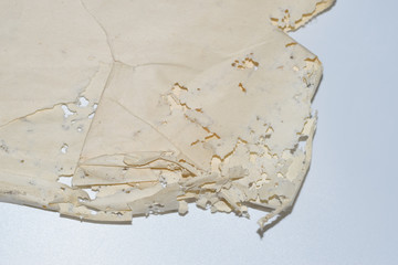 Paper swallowed with silverfish. Traces of wrecking silverfish on vinyl envelopes.