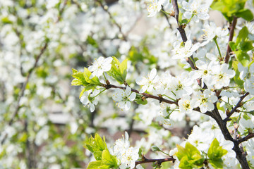 blossoming cherry tree in spring