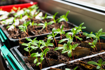 Young shoots for planting in the ground grow in pallets on the windowsill.