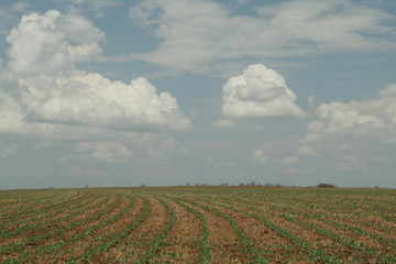 Fototapeta na wymiar Soja, plantação de soja, colheita de soja