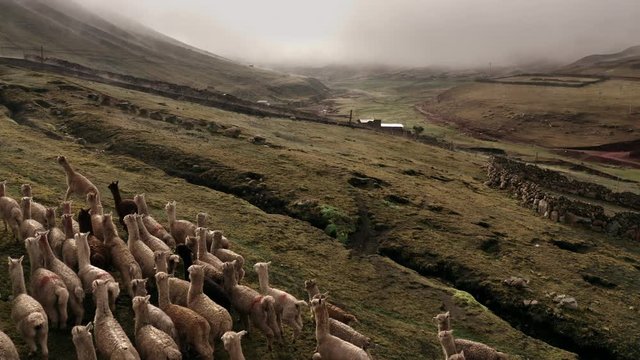 Lamas in the middle of the Peruvian Andes
