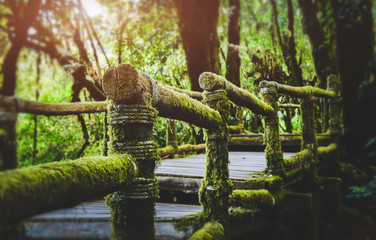 Mountain forrest and wooden walkway cover by mosses.