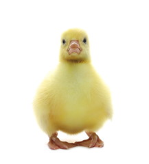 Gosling isolated on white background