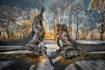OIld tree in the park - infrared photography technique