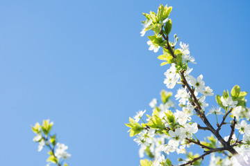 blossoming cherry tree in spring