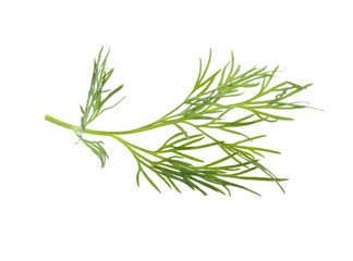 Fototapeta premium dill branch on a white background, isolated.