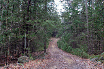 Old dirt road in New Hampshire Forest