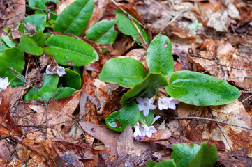 Trailing Arbutus plants