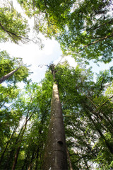 Fototapeta premium Bosque con árboles altos en verano