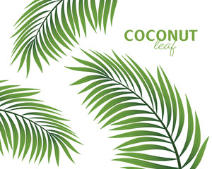 Realistic coconut organic milk ,oil and green palm leaves Vector illustration