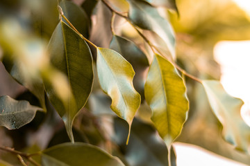 Hojas de planta Ficus de cerca