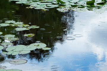 rainy background with ripples. Reflection of the sky in the water with leaves of water lilies.