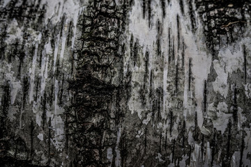 Textured and embossed birch bark