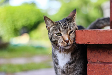 Tabby mackerel  Cat. Curious cute male cat playing in the garden