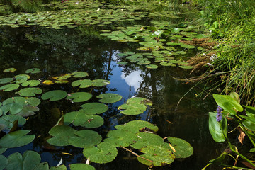 Blurred reflection of trees and sky in the water of a pond with leaves of water lilies. Natural background