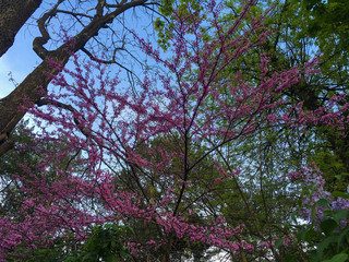 Cercis canadensis tree blooming with pink flowers in the park. Blue clear sky. May, Spring.